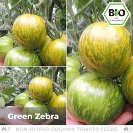 BIO Green Zebra Tomatensamen (Salattomate)