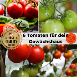 Bio Saat Sortiment- 6 exklusive Tomatensamen für dein heimisches Gewächshaus