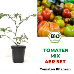 BIO Tomatenpflanzen 4er Mix Paket