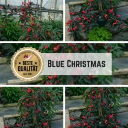 Blue Christmas Chilisamen
