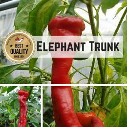Elephant Trunk BIO Chilipflanze