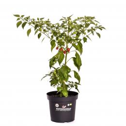 Ethiopoian Peppertree BIO Chilipflanze