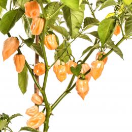 Habanero Orange Chilisamen