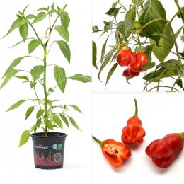 Red Bonnet BIO Chilipflanze