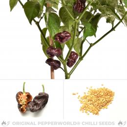 7 Pot Congo Chocolate Chilisamen