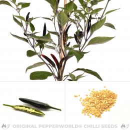 Acrata Golden Chilisamen