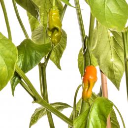 Aji Amarillo Chilisamen