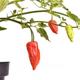 Aji Benito Chilisamen