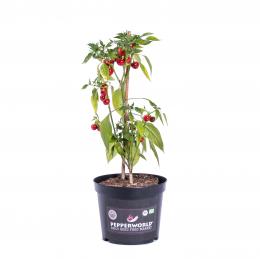 Aji Cereza BIO Chilipflanze