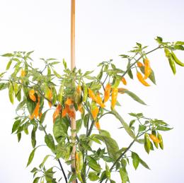 Aji Cito Chilisamen