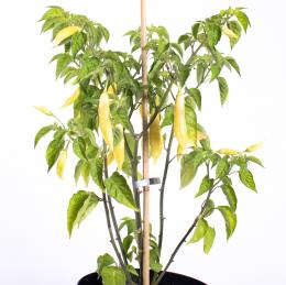 Aji Finnlandia Yellow Chilisamen