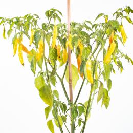 Aji Golden Chilisamen