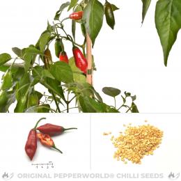 Aji Red Hot Pyosil Chilisamen