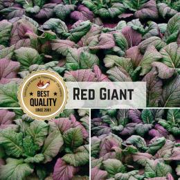 Asia-Gemüse Red Giant Samen