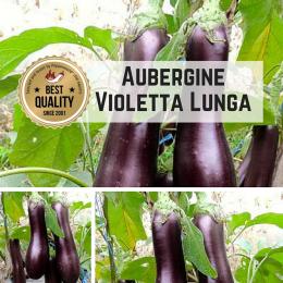 Aubergine (Violetta Lunga) Samen