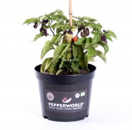 Bhut Jolokia Purple BIO Chilipflanze