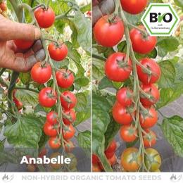 BIO Anabelle Tomatensamen (Cocktailtomate)