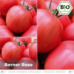 BIO Berner Rose Tomatensamen (Fleischtomate)