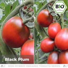 BIO Black Plum Tomatensamen (Salattomate)