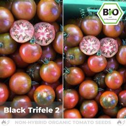 BIO Black Trifele 2 Tomatensamen (Fleischtomate)
