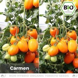 BIO Carmen Tomatensamen (Saucentomate)