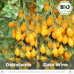 BIO Dattelwein Tomatensamen (Buschtomate)