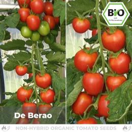 BIO De Berao Tomatensamen (Salattomate)