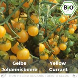 BIO Gelbe Johannisbeere Tomatensamen (Wildtomate)