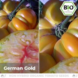 BIO German Gold Tomatensamen (Fleischtomate)