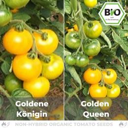 BIO Goldene Königin Samen (Salattomate)