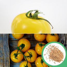 BIO Goldkrone Tomatensamen (Cocktailtomate)