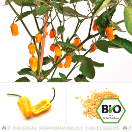 BIO Habanero Golden Chilisamen