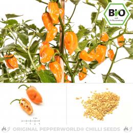 BIO Habanero Orange Chilisamen