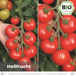 BIO Hellfrucht Tomatensamen (Salattomate)