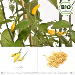 BIO Hot Lemon Chilisamen