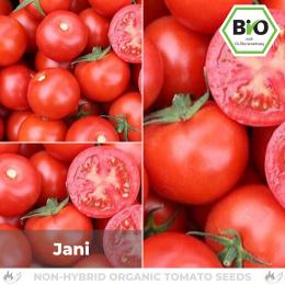 BIO Jani Tomatensamen (Salattomate)