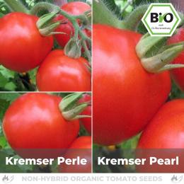 BIO Kremser Perle Tomatensamen (Salattomate)