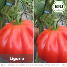 BIO Liguria Tomatensamen (Fleischtomate)