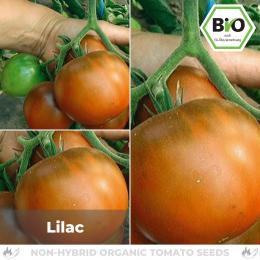BIO Lilac Tomatensamen (Fleischtomate)