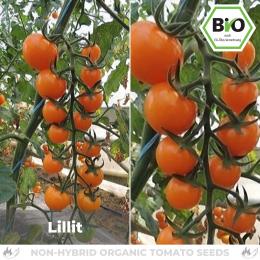 BIO Lillit Tomatensamen (Cocktailtomate)