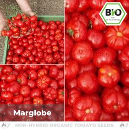 BIO Marglobe Tomatensamen (Salattomate)