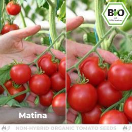 BIO Matina Tomatensamen (Salattomate)