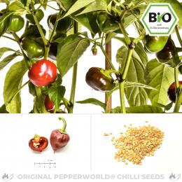 BIO Nora Chilisamen