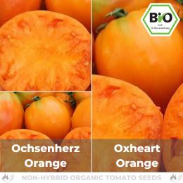BIO Ochsenherz orange Samen (Fleischtomate)