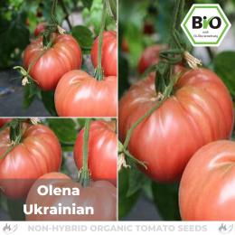 BIO Olena Ukrainian Tomatensamen (Fleischtomate)