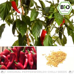 BIO Piment d' Espelette Chilisamen