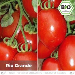 BIO Rio Grande Tomatensamen (Saucentomate)