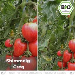 BIO Shimmeig Creg Tomatensamen (Salattomate)