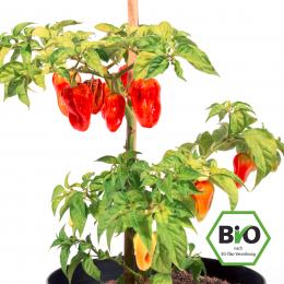 BIO Tropical Red Habanero Chilisamen