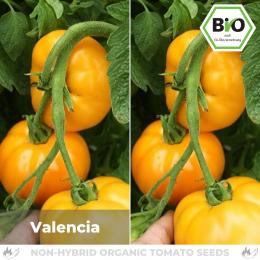 BIO Valencia Tomatensamen (Fleischtomate)